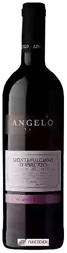 Wijnmakerij Angelo - Montepulciano d'Abruzzo