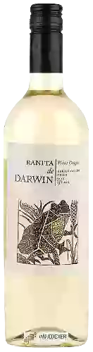 Domaine Ranita de Darwin - Pinot Grigio