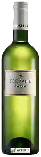 Domaine Labastide de Levis - Terrane Sauvignon