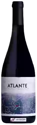 Bodega Atlante - Listán Negro - Vijariego Negro