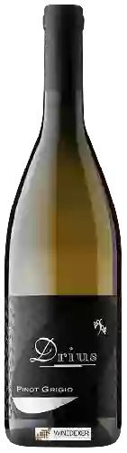 Bodega Drius - Pinot Grigio