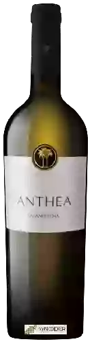 Weingut Cantine due Palme - Anthea Falanghina Salento